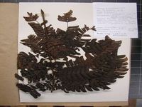 Herbarium sample